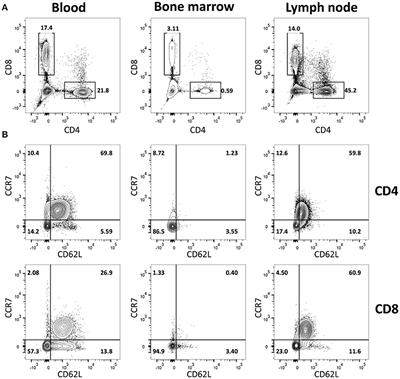 Short Lifespans of Memory T-cells in Bone Marrow, Blood, and Lymph Nodes Suggest That T-cell Memory Is Maintained by Continuous Self-Renewal of Recirculating Cells